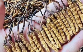 冬蟲夏草一克多少錢？多因素影響下的價(jià)格剖析