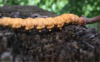 冬蟲夏草送老人：合適與否需理性考量