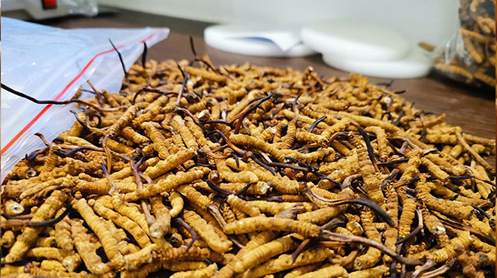 冬蟲夏草正確用法指南：解鎖滋補珍品的養(yǎng)生密碼