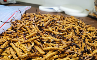 冬蟲夏草正確用法指南：解鎖滋補珍品的養(yǎng)生密碼