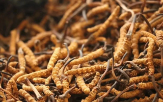 冬蟲夏草一條多少錢？單條價格的計算邏輯與實際范圍