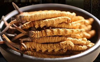 最新鮮的冬蟲(chóng)夏草：產(chǎn)地、采挖與保存之辨