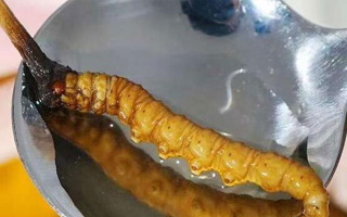 水煮鮮冬蟲夏草：保留營養(yǎng)的最佳做法