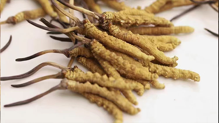 長期吃冬蟲夏草會怎么樣？從益處到注意事項(xiàng)詳解