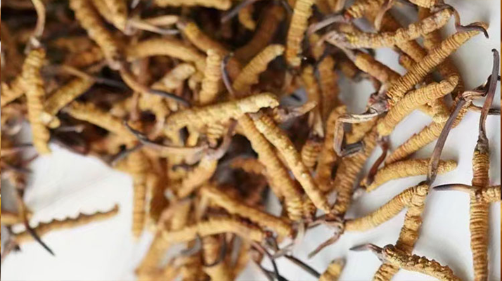 冬蟲夏草一斤多少元一根？多因素交織下的價格探秘