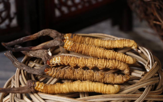 冬蟲(chóng)夏草煲湯怎么煲好喝？營(yíng)養(yǎng)與口感雙優(yōu)的實(shí)用指南