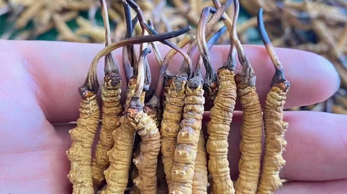 冬蟲夏草怎么辨別真假？6 個實用鑒別方法