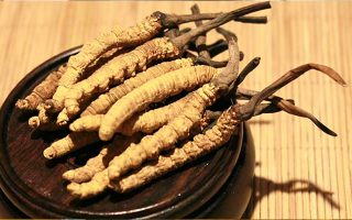 剛挖采的冬蟲夏草怎么辦？科學處理與儲存指南