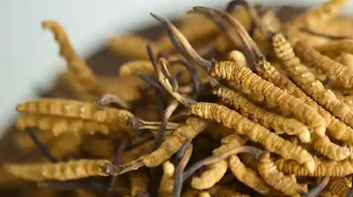 冬蟲(chóng)夏草輔助調(diào)理病癥的方法:科學(xué)搭配與食用指南