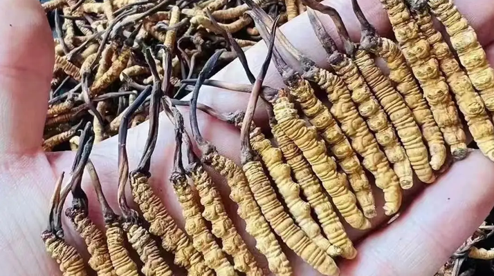 冬蟲夏草：傳統(tǒng)珍品的現(xiàn)代健康價值解析