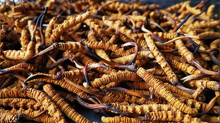 一根冬蟲夏草大概多少錢？價格背后的秘密