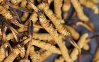 冬蟲(chóng)夏草斷草多少錢(qián)一克？影響價(jià)格的關(guān)鍵因素解析