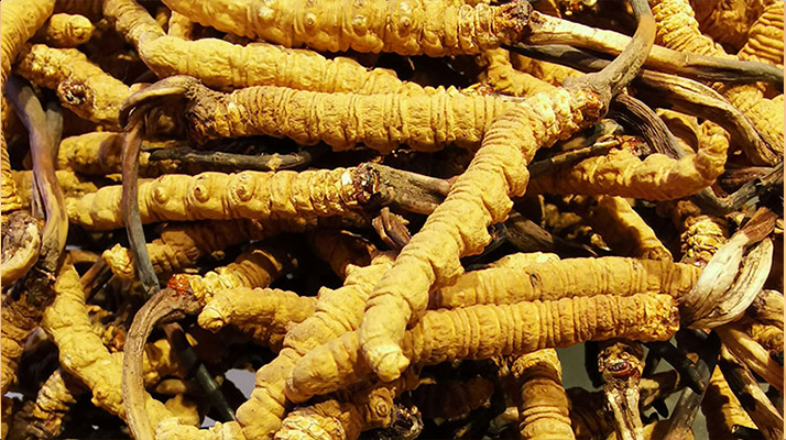 冬蟲夏草這樣燉,營養(yǎng)不流失還更滋補