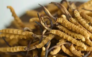 探秘正宗野生冬蟲(chóng)夏草價(jià)格：多因素交織下的市場(chǎng)行情