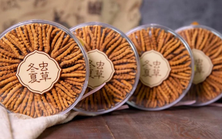 新鮮冬蟲夏草如何做酒？解鎖鮮蟲草泡酒的科學方法