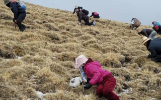 冬蟲(chóng)夏草采挖看月份！4-7月各產(chǎn)區(qū)差異大，5-6月是“黃金窗口”