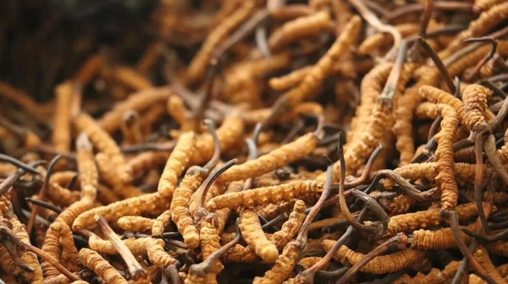 鮮冬蟲夏草有保質(zhì)期嗎？儲存方式與時效全解析