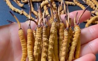 真假冬蟲(chóng)夏草怎么辨別？5 個(gè)實(shí)用方法 + 避坑指南