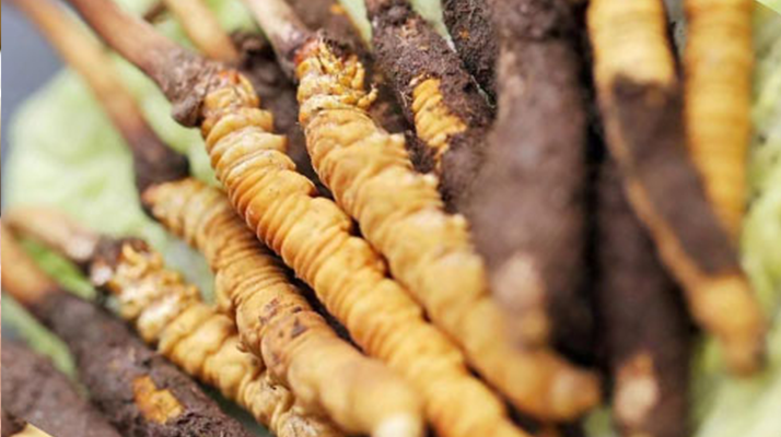 鮮冬蟲(chóng)夏草哪里產(chǎn)地好些 