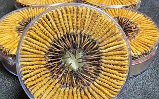 冬蟲(chóng)夏草一斤價(jià)格多少？2025 年行情揭秘，差價(jià)竟達(dá)數(shù)十倍