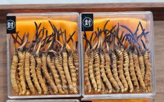 冬蟲(chóng)夏草現(xiàn)在多少錢(qián)一克？2025 年克價(jià)揭秘，差價(jià)達(dá) 5 倍