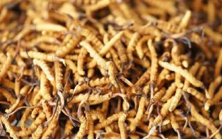 四級(jí)冬蟲(chóng)夏草一克多少根？根數(shù)背后的等級(jí)與價(jià)值邏輯