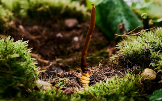 草原上的神奇蛻變：我眼中冬蟲(chóng)夏草的形成