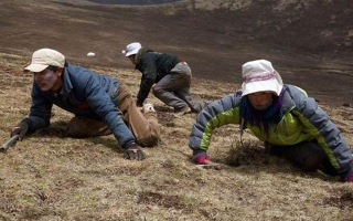 冬蟲(chóng)夏草的形成：一場(chǎng)跨越四季的生物共生奇跡