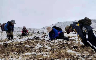 冬蟲(chóng)夏草：探尋其核心產(chǎn)地的奧秘