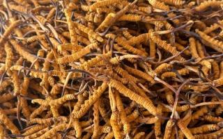 冬蟲夏草專業(yè)存放指南：這樣存，品質(zhì)不打折