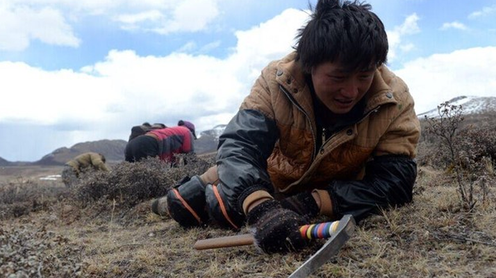 那曲<a href=http://www.ddhuz.com/sdph/wacr/ target=_blank class=infotextkey>挖草人</a>阿旺的蟲草采摘時間表 