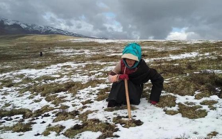 冬蟲(chóng)夏草專家解讀：哪里的冬蟲(chóng)夏草品質(zhì)最優(yōu)？