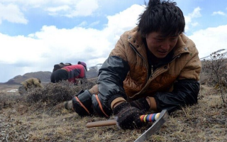 那曲挖草人阿旺的蟲(chóng)草采摘時(shí)間表：跟著草原節(jié)氣走，不錯(cuò)過(guò)每根好蟲(chóng)草