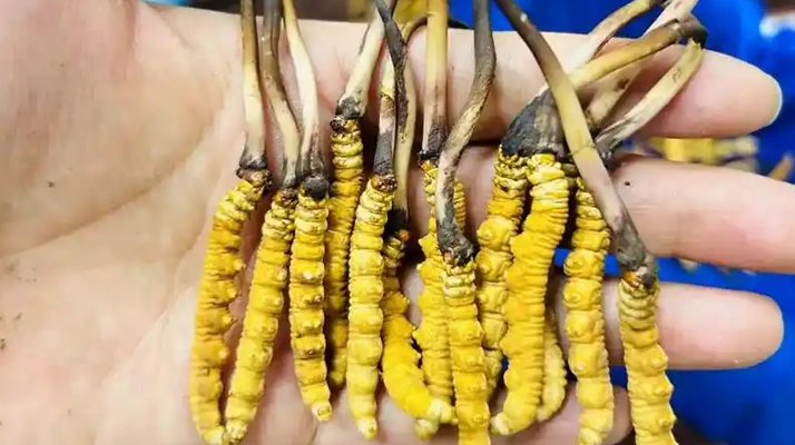 <a href=http://www.ddhuz.com/xinxian/ target=_blank class=infotextkey>新<a href=http://www.ddhuz.com/xinxian/ target=_blank class=infotextkey>鮮冬蟲(chóng)夏草</a></a>要吃幾次