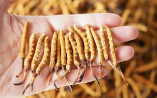 為啥說頭期冬蟲夏草品質(zhì)最好？掰開揉碎給你講