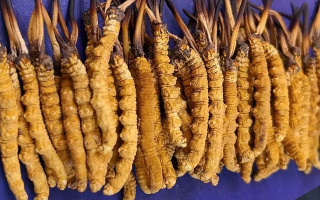 挖了三十年蟲(chóng)草，這些采摘的苦，沒(méi)經(jīng)歷過(guò)的人真不懂