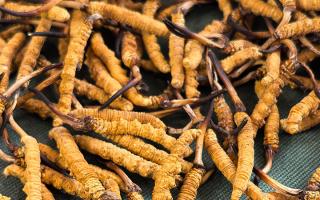 燉了二十年蟲(chóng)草湯，這口感我太熟了，跟你細(xì)細(xì)說(shuō)