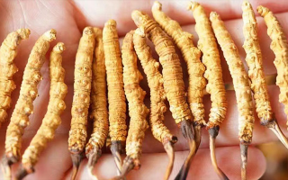 冬蟲(chóng)夏草最佳購(gòu)買(mǎi)時(shí)間：選對(duì)時(shí)機(jī)，兼顧品質(zhì)與性價(jià)比