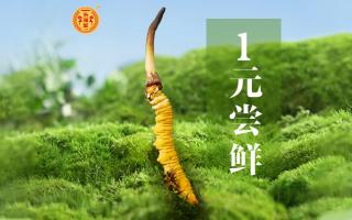 在高海拔山上怎么識(shí)別冬蟲夏草