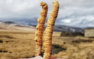  冬蟲夏草的價(jià)值鑒定方法有哪些？