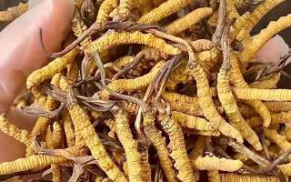 權(quán)威指南：熬一鍋湯放幾根冬蟲夏草？藏域珍饈的科學(xué)用量標(biāo)準(zhǔn)