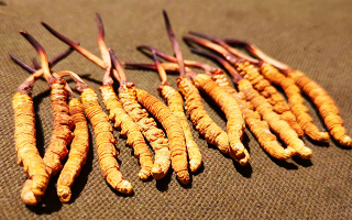 權(quán)威解讀：冬蟲夏草燉雞湯，藏域滋養(yǎng)與家常美味的雙向奔赴