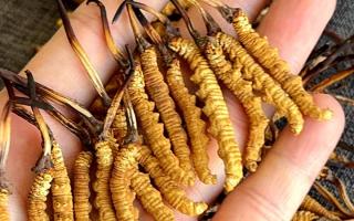 權(quán)威解答：冬蟲夏草可以放水燉嗎？藏域珍饈的科學燉煮指南