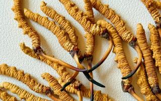 冬蟲夏草保存的最佳溫度，西藏那曲蟲草網(wǎng)教你鎖住雪域珍草營養(yǎng)