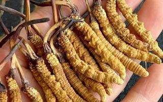 藏紅花和冬蟲夏草哪個貴？揭秘2026年最新價格真相