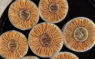 100塊錢一盒冬蟲夏草能買嗎？行業(yè)權(quán)威拆解+避坑指南