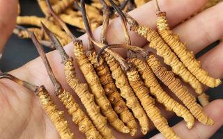 西藏那曲蟲(chóng)草網(wǎng)詳解：哪些地方能長(zhǎng)冬蟲(chóng)夏草？核心產(chǎn)區(qū)全解析