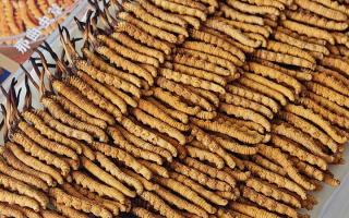 寶寶可以服用冬蟲夏草嗎？權(quán)威指南，科學(xué)滋補不踩坑