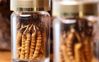 正宗冬蟲夏草哪家便宜？——教你選對低價正品渠道