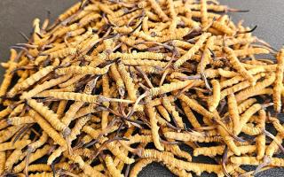 選對(duì)冬蟲(chóng)夏草不踩坑——西藏那曲蟲(chóng)草網(wǎng)教你挑出優(yōu)質(zhì)好蟲(chóng)草